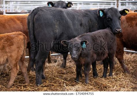 1,112 Black Angus Cattle Grazing Beautiful Field Green Grass Royalty ...