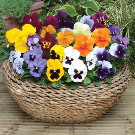 fall has arrived | Pansies flowers, Flower pots, Pansies