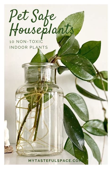 10 Best Non-Toxic House Plants | Safe for Children, Cats and Dogs ...