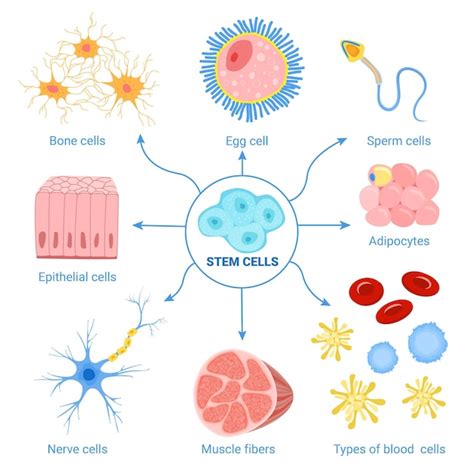 Premium Vector | Human cells set of isolated icons with muscle fibers ...