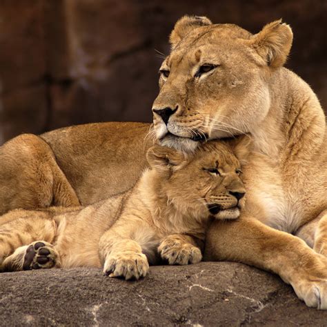 Baby Lion With Mom