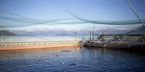 ISA outbreak suspected at western Norway salmon farm | IntraFish.com