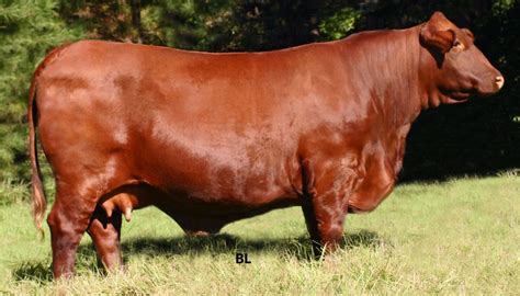 Santa Gertrudis Cattle Breed – Everything You Need to Know