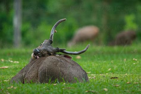 "Sambar Deer" by Stocksy Contributor "Chalit Saphaphak" - Stocksy