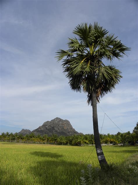 File:Palm tree tamil nadu.jpg