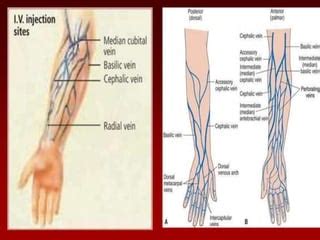 Intravenous Injection Sites