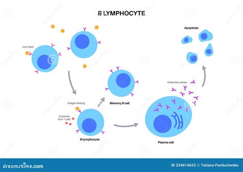 B cell activation stock vector. Illustration of allergy - 234614625