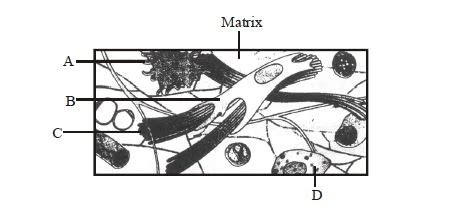 In the given diagram of areolar connective tissue, the different cells an..