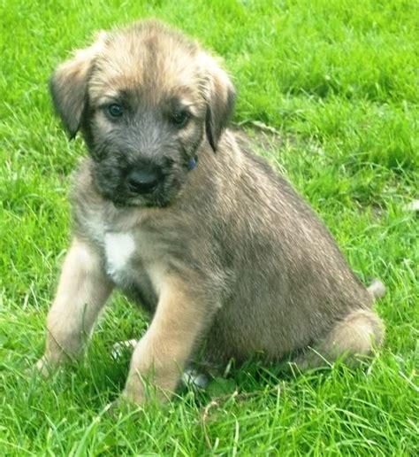 Training Irish Wolfhound Puppies