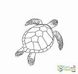 sea turtle coloring page 2  Learn About Nature sketch template