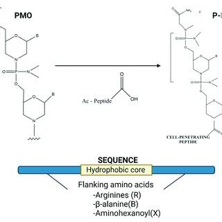 Antisense oligonucleotides can be conjugated to cell-penetrating ...