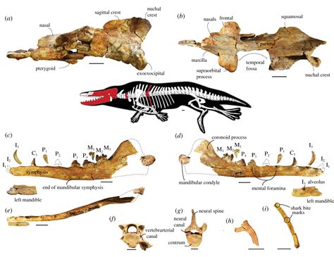 A new protocetid whale offers clues to biogeography and feeding ecology in early cetacean ...