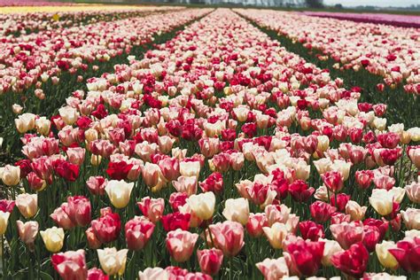 Visit the Dutch Tulip Fields: a Complete Guide | Amsterdamian ...