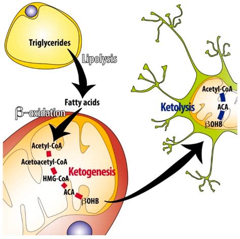 Overview of ketogenesis and ketolysis. During fasting or prolonged... | Download Scientific Diagram