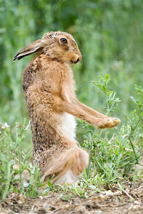 European hare - Stock Image - Z938/0083 - Science Photo Library