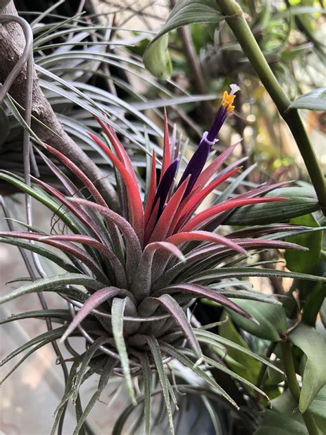 Air plants in bloom : r/airplants