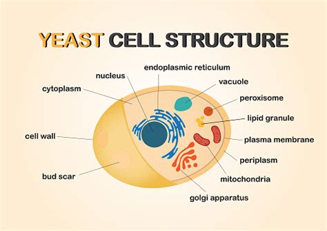 Biology Diagram Show Yeast Cell Structure - Arte vetorial de stock e mais imagens de Levedura ...