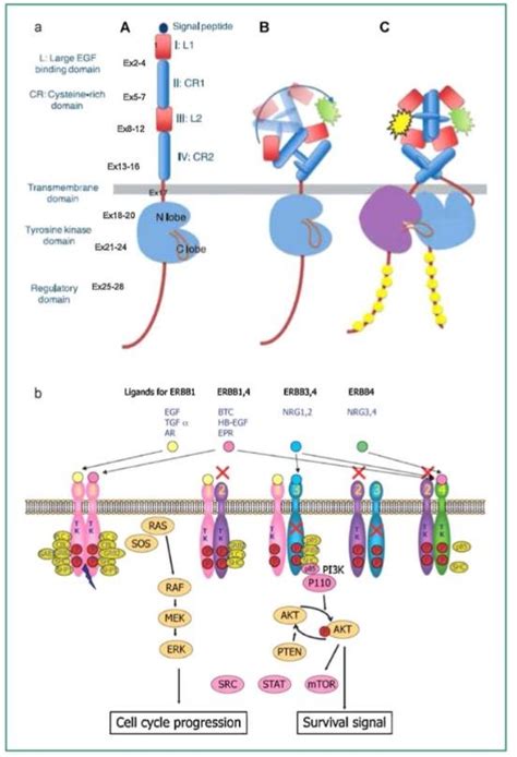 a: Structure of the Epidermal Growth Factor Receptor receptor, ligand ...