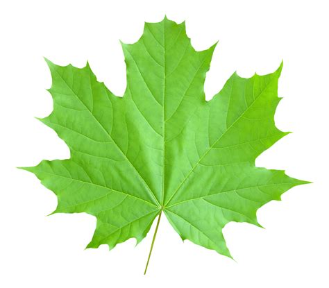 Collection of Maple Leaf PNG. | PlusPNG