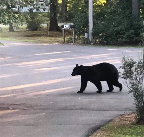 Hungry Bear Taking A Stroll In Wells, Maine