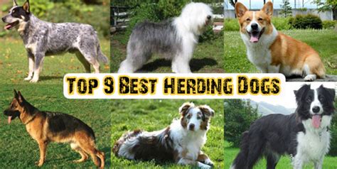 Top 9 Best Herding Dogs - Dogs Addict