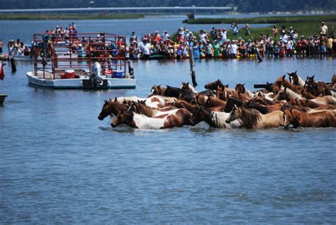 Chincoteague Pony Swim Pictures