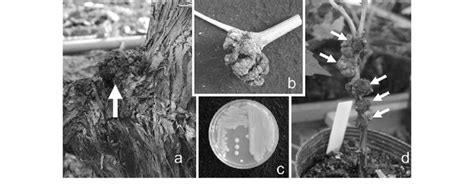 Symptoms and colony morphology of Rhizobium radiobacter (Ti) isolated ...