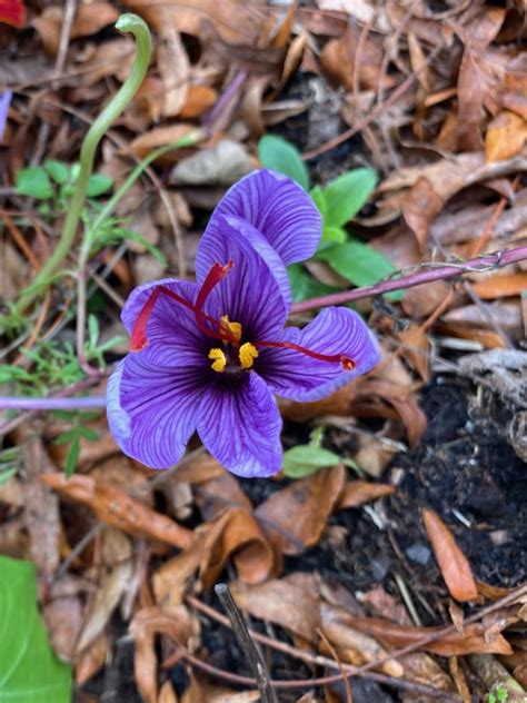 How to Plant and Harvest Saffron Crocus