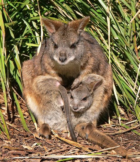 Parma wallaby - Wikipedia