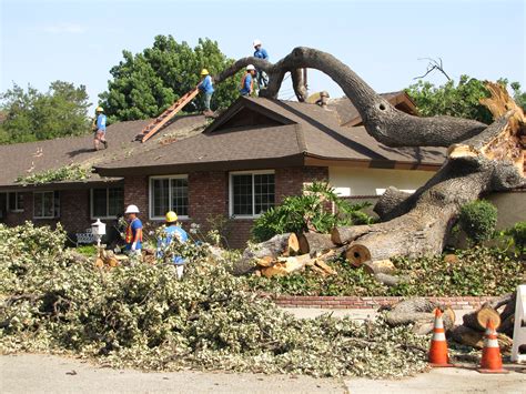 Professional Tree Removal Services - Above & Beyond