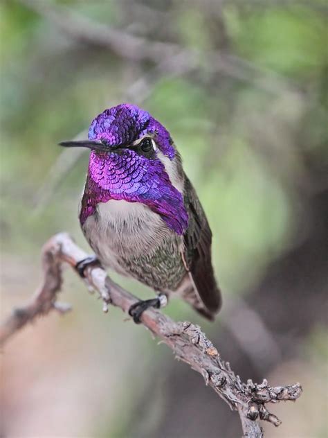 41 best images about Costa's Hummingbirds on Pinterest | Utah, Ps and Tropical