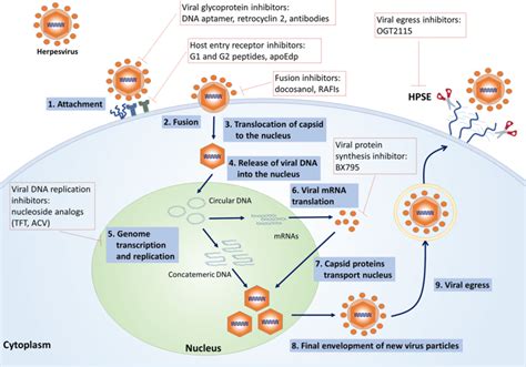 Virus Life Cycle Steps