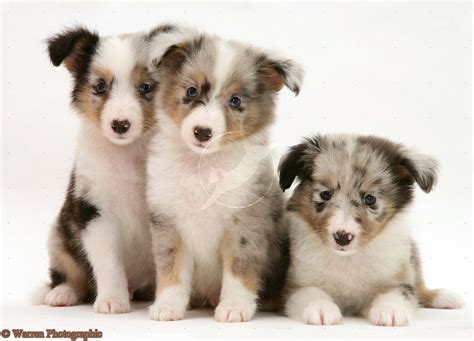 Cute Puppy Dogs: Shetland Sheepdog Puppies