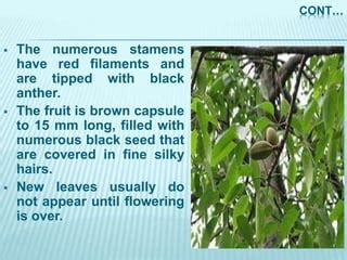 Plant fibers | PPT