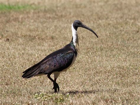 Three species of Ibis in the Townsville region