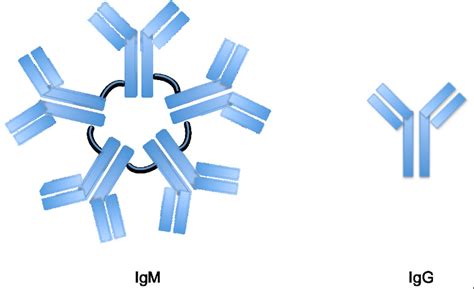 Difference Between IgG And IgM - VIVA DIFFERENCES