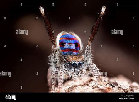 A male Maratus speciosus "peacock jumping spider" performing mating ...