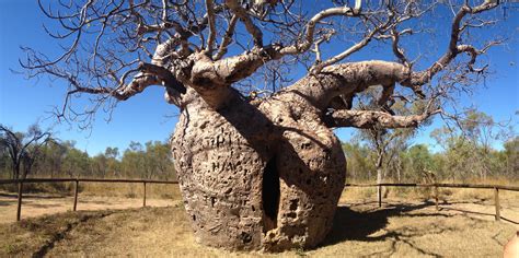 More than meets the eye: Derby Boab “Prison” Tree, Australia – Unusual Places