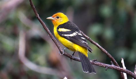 Guatemala Birdwatching - Voltan Adventures