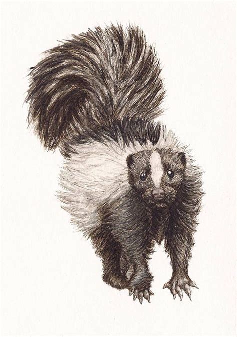 Skunk Print of Original Art 5 X 7 Watercolor and Ink Giclee Archival - Etsy | Watercolor and ink ...