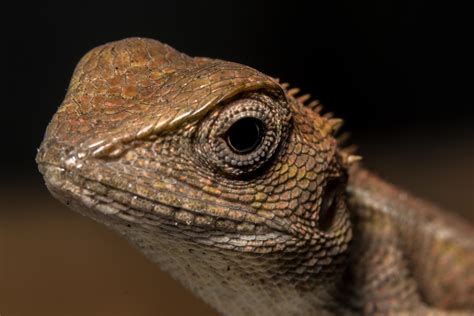 Chameleon, close-up photo 1855823 Stock Photo at Vecteezy