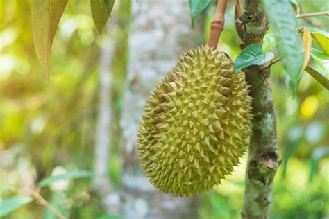 Durian Tree Stock Photos, Images and Backgrounds for Free Download