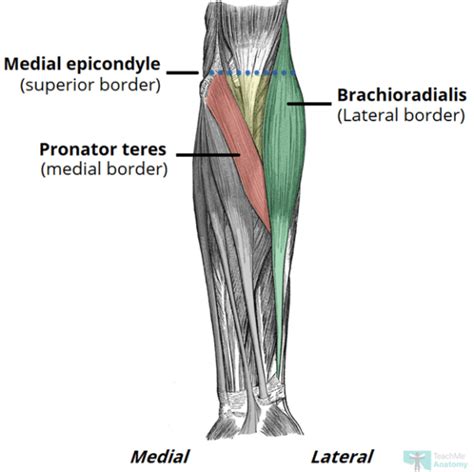 Antecubital fossa - Definition and Examples - Biology Online Dictionary