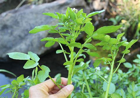 What is Watercress Good For? How to Identify and Harvest Wild Cress