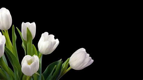 White Tulips Wallpapers - Top Free White Tulips Backgrounds - WallpaperAccess