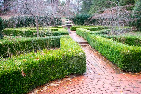 How to Thin a Boxwood Hedge – Kevin Lee Jacobs