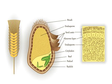 Wheat Starch vs Wheat Flour: What's The Difference? - Miss Vickie