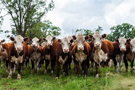 Image of Herd of inquisitive Hereford cattle in paddock - newly ...