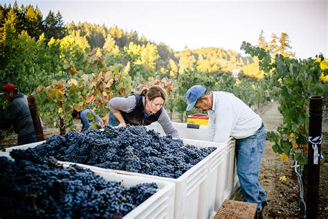 Californian Vintners Report High Quality for 2022 Harvest | Wine Institute