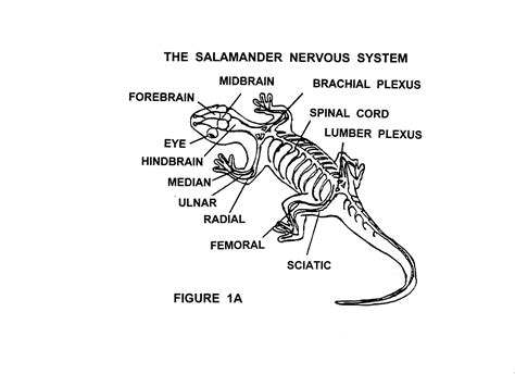 Salamander Diagram | Wallpapers Gallery